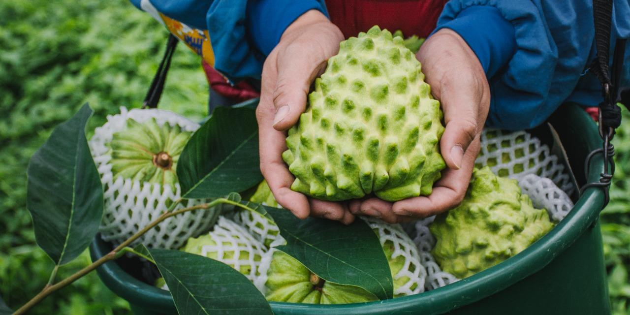 好時果子，台東釋迦專賣店 台東鳳梨釋迦🎖️預購中（1月中旬開始出貨）