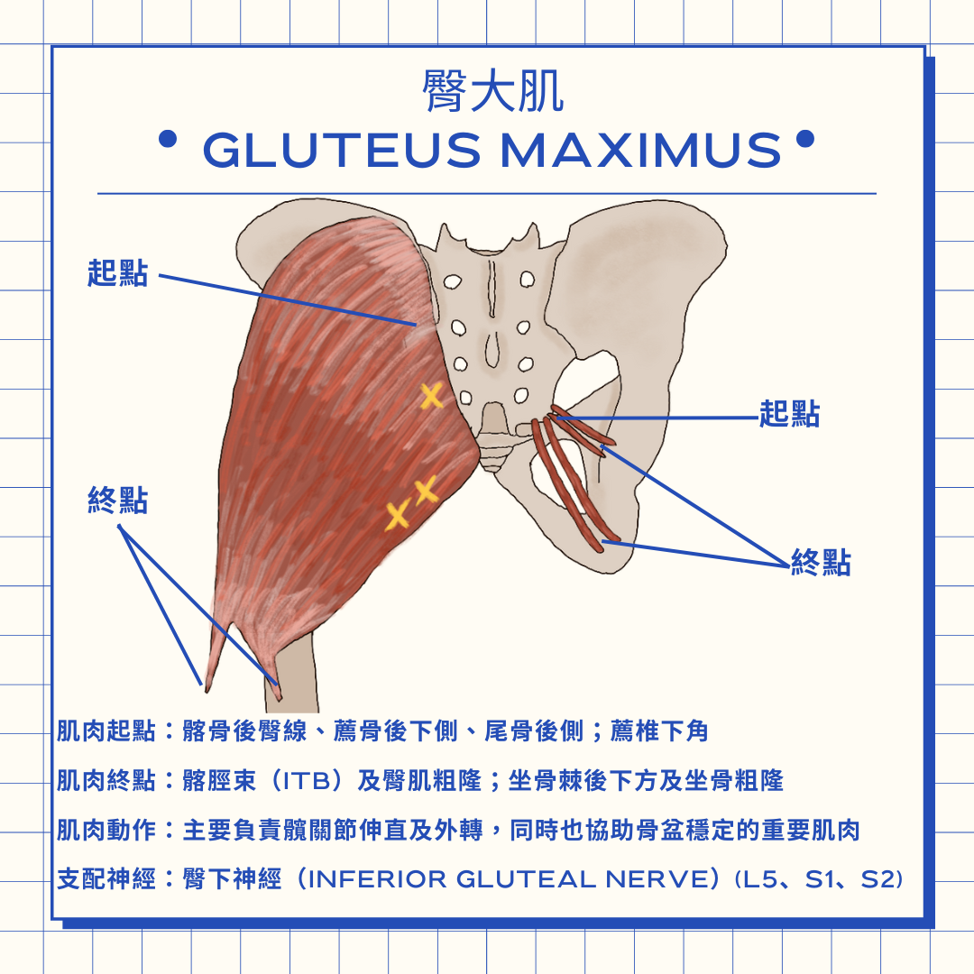 Yo 物理治療師 屁屁救星-臀大肌