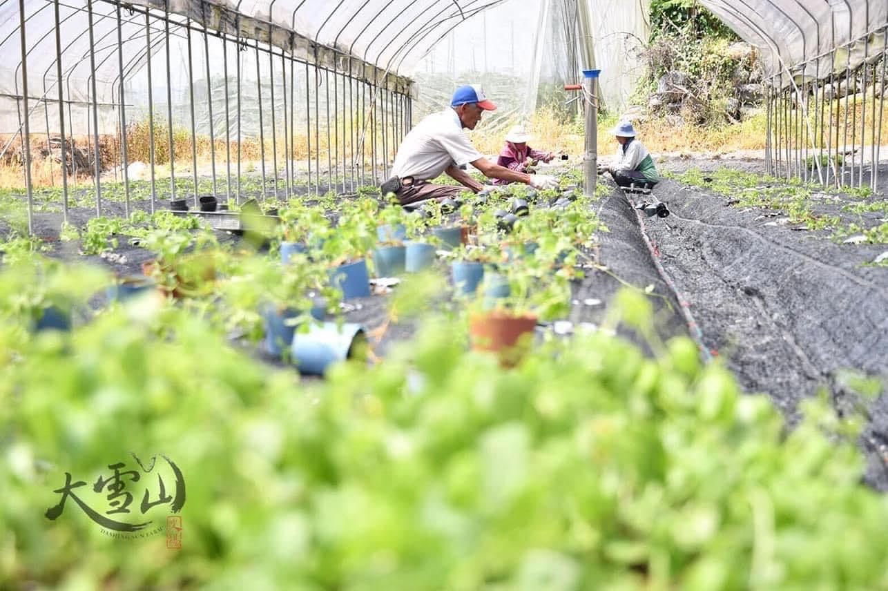 陳繪婷Tinny 大雪山農場
