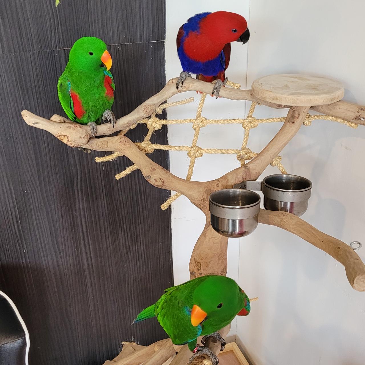 魚雁木坊│鸚鵡寄宿x站台玩具