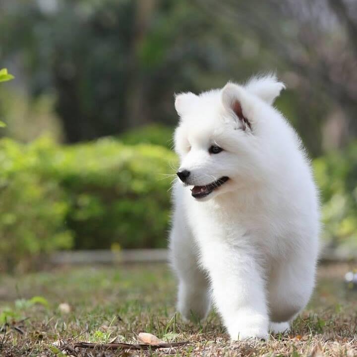 白色微笑犬舍
