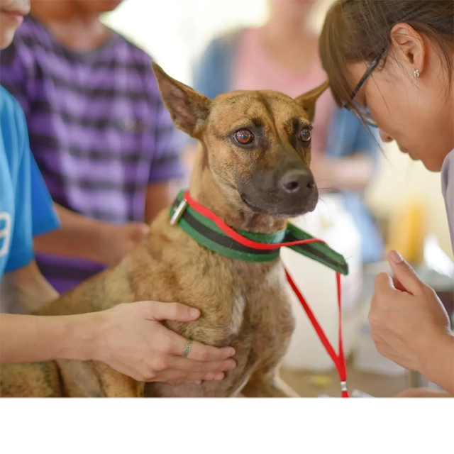 台灣之心愛護動物協會 絕育