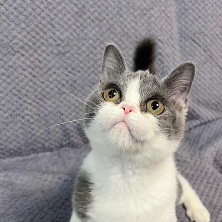 霧唇養貓找小云☁️繽麗貓舍店長 藍白英短