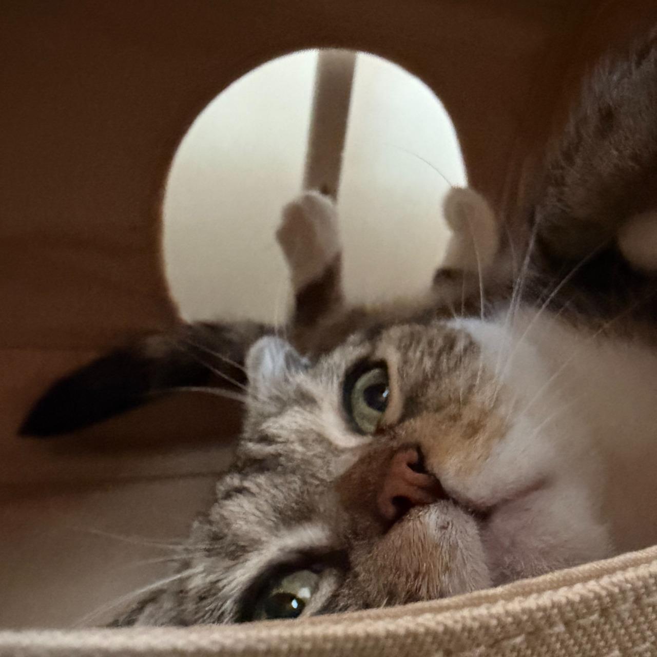 柯映安 This is my cat, in case you haven’t seen her before.