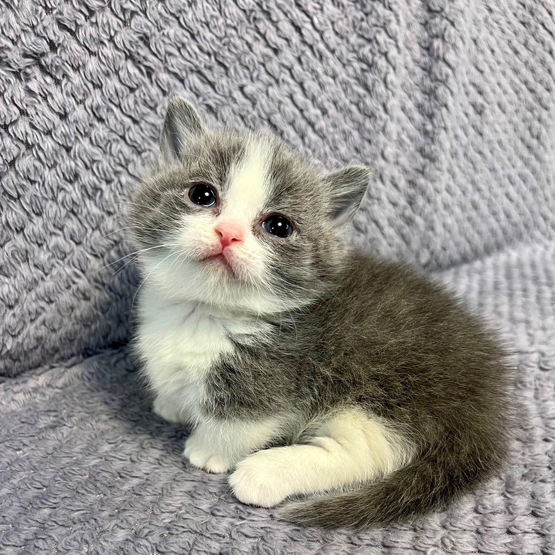霧唇養貓找小云☁️繽麗貓舍店長 曼赤肯