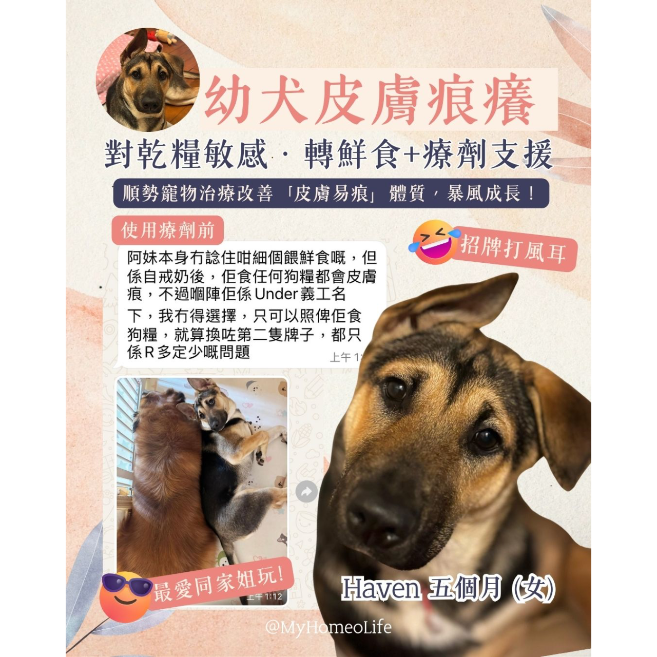 狗皮膚痕 皮膚敏感 乾糧 寵物治療 順勢療法 自然療法