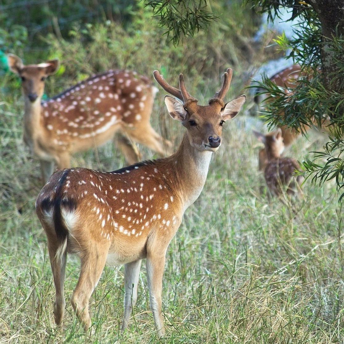 華泰瑞苑 GLORIA MANOR 台灣梅花鹿 Taiwan Sika Deer