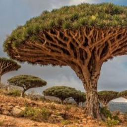 The Lost World of Socotra | Eid in Socotra, Yemen (ABU DHABI DIRECT) - 18 Apr