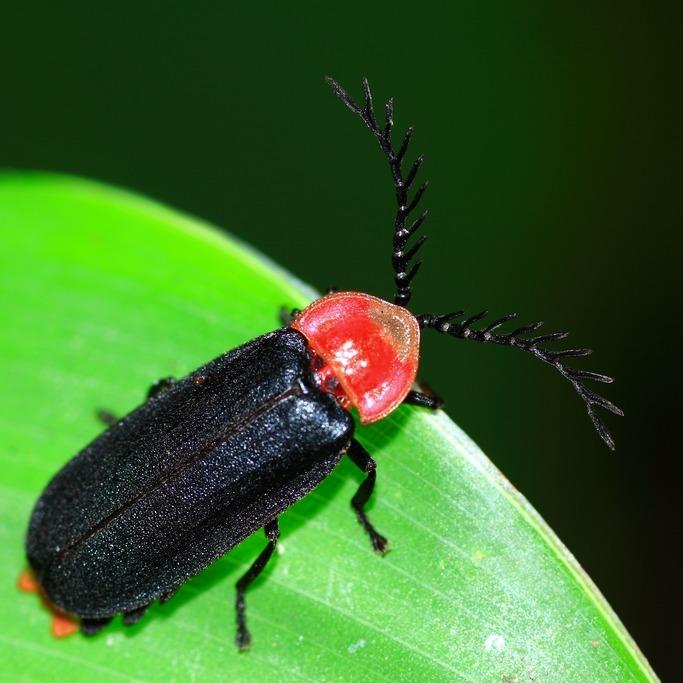 華泰瑞苑 GLORIA MANOR 螢火蟲 Firefly