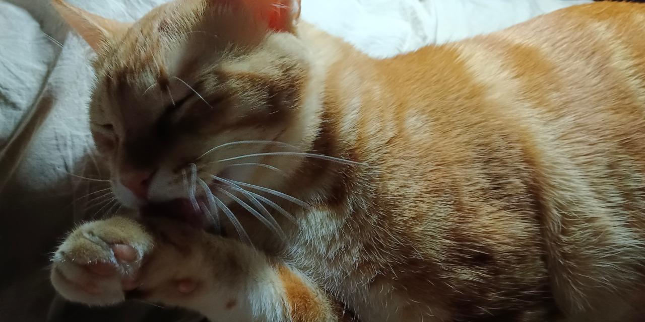 懷錶 皮皮 .ᐟ.ᐟ