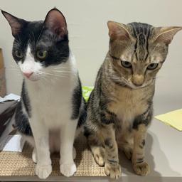 貓兒們的好物出清🐾