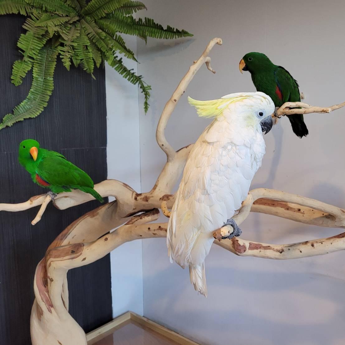 魚雁木坊│鸚鵡寄宿x站台玩具