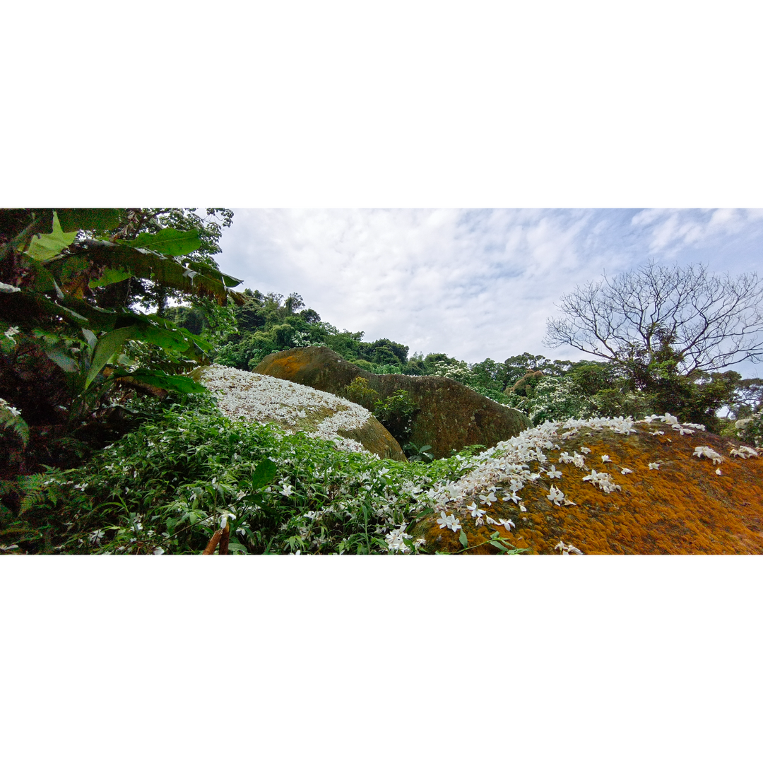 生活簡居-書.咖啡.小日子.零碎日常