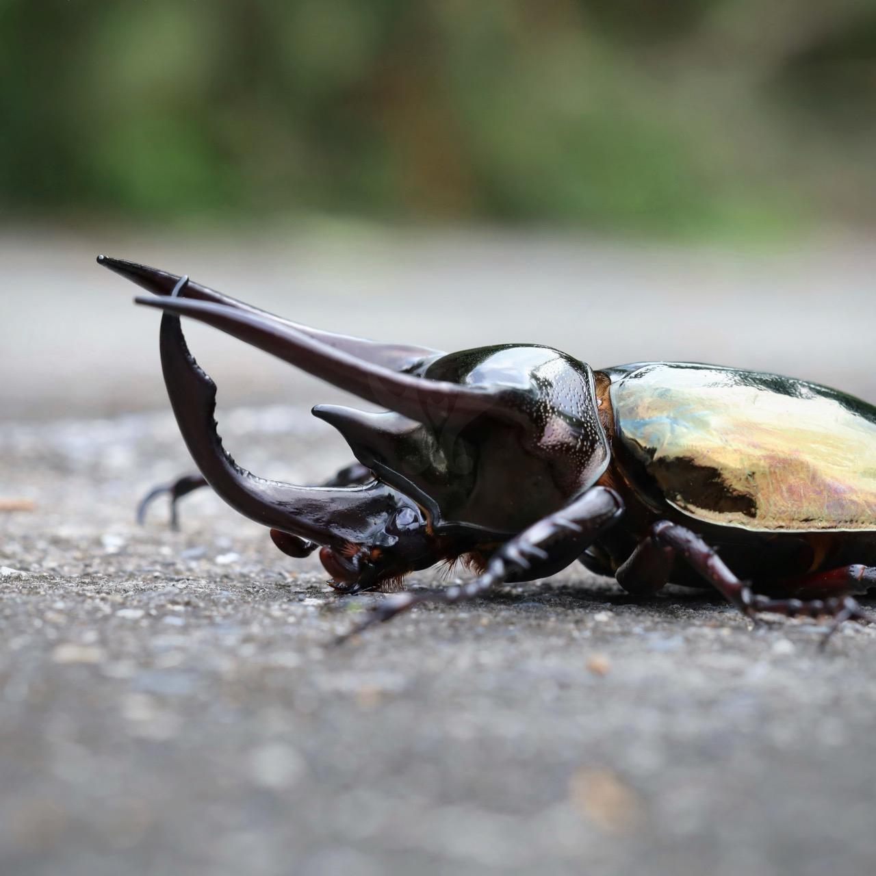 T.H.Y. TINY HOUSE 南洋大兜蟲，甲蟲，販售清單