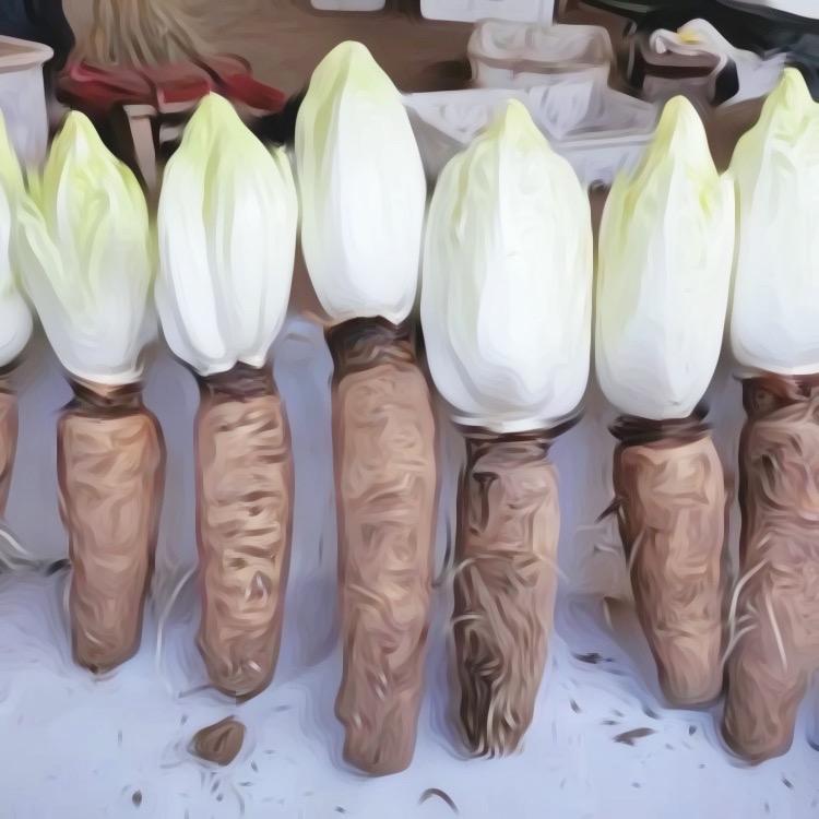什麼是菊苣？