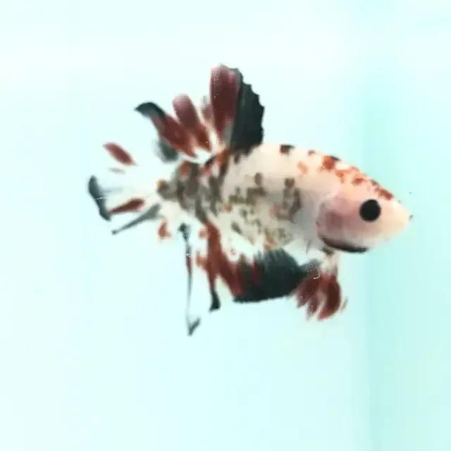 海月夢 浮火 | Instagram, Facebook | Portaly