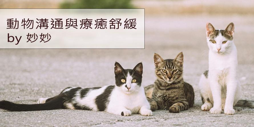 安吉妙 Pet Soul Healer 服務內容說明連結