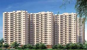 Prestige Evergreen