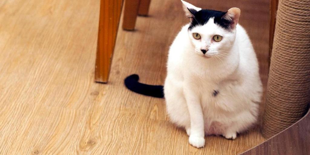 三隻腳民宿 | 馬祖南竿推薦民宿 貓咪、姑娘