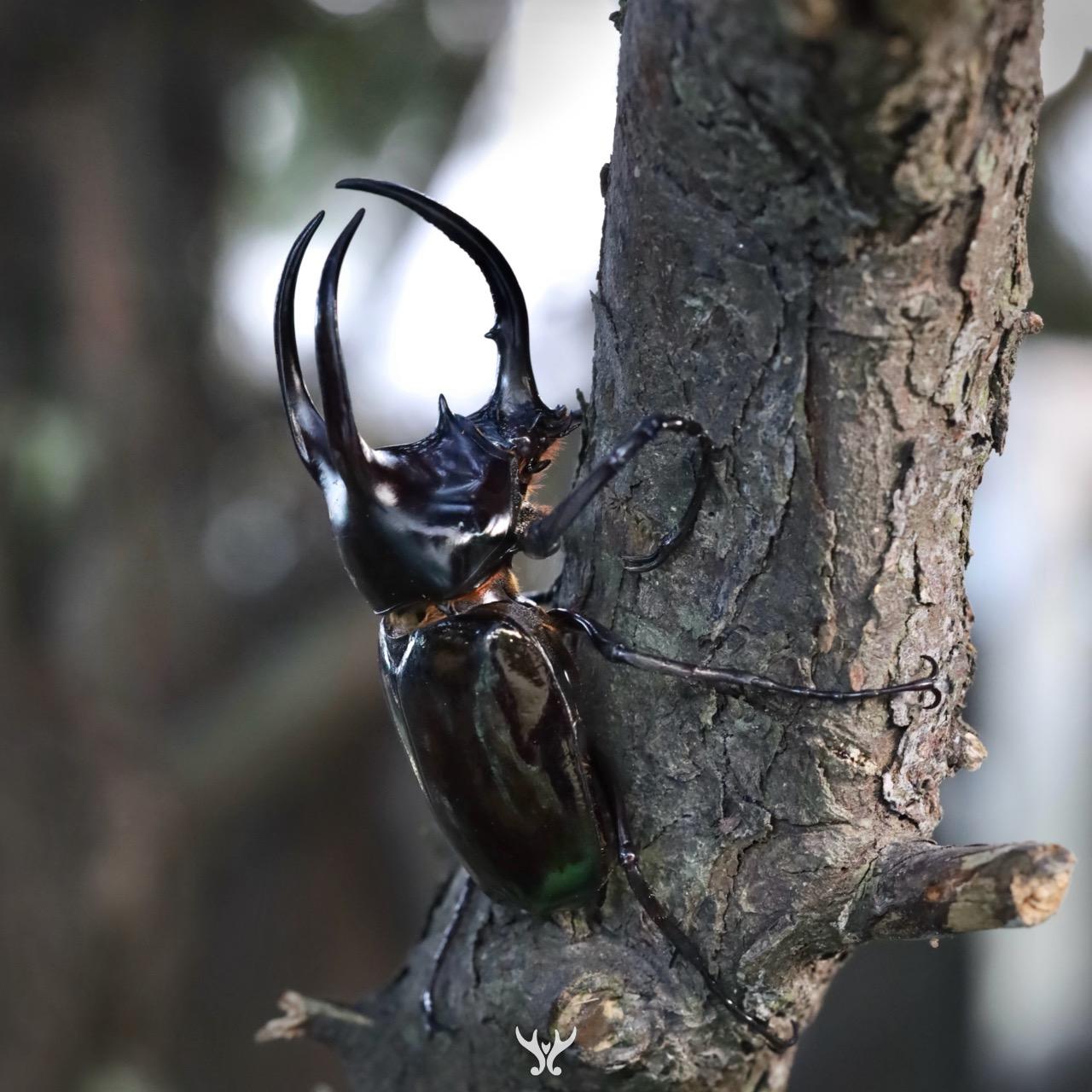 婆羅洲南洋大兜蟲，Chalcosoma moellenkampi