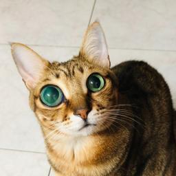 贊助罐罐及飼料