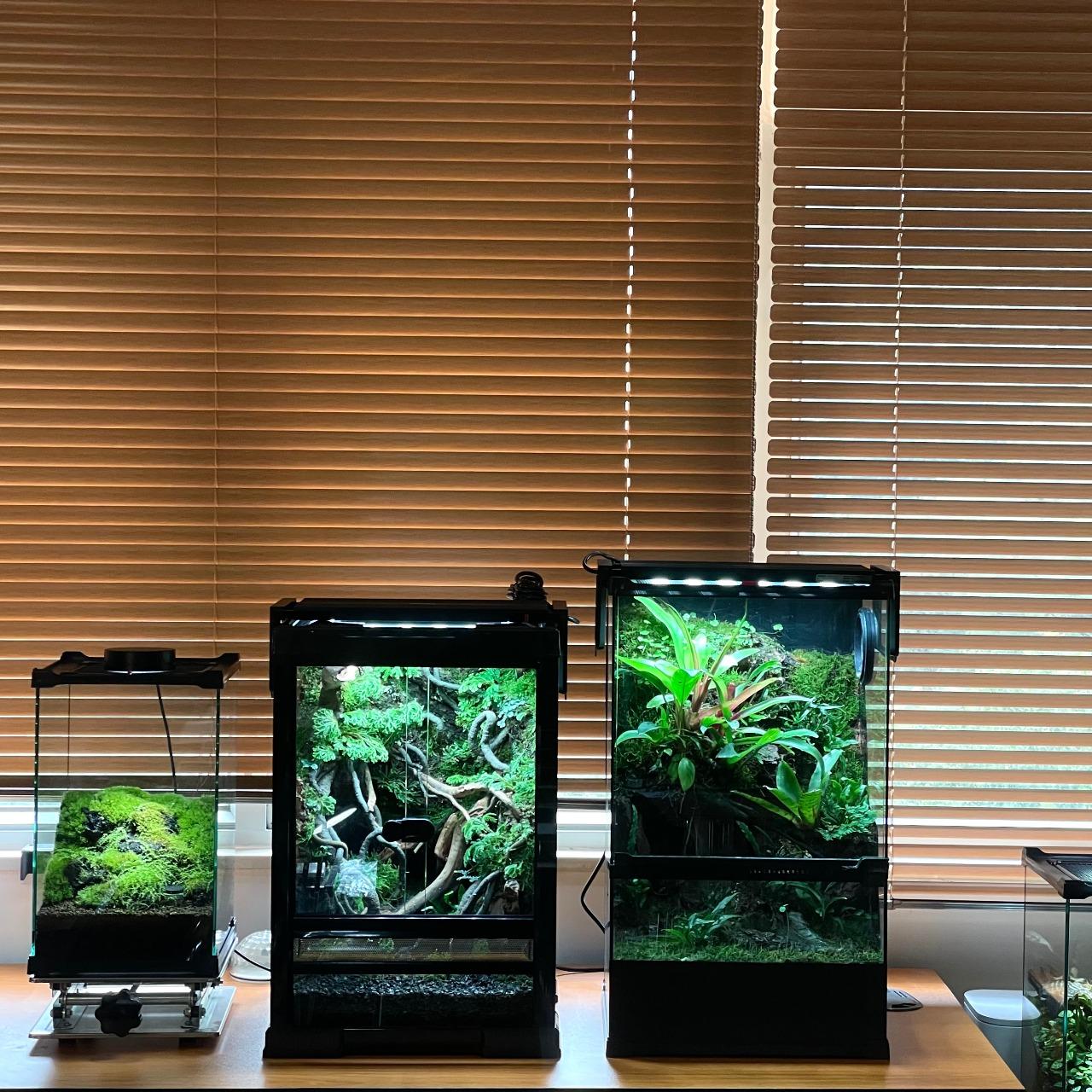 terrarium, frog, reptile, luxury, hongkong