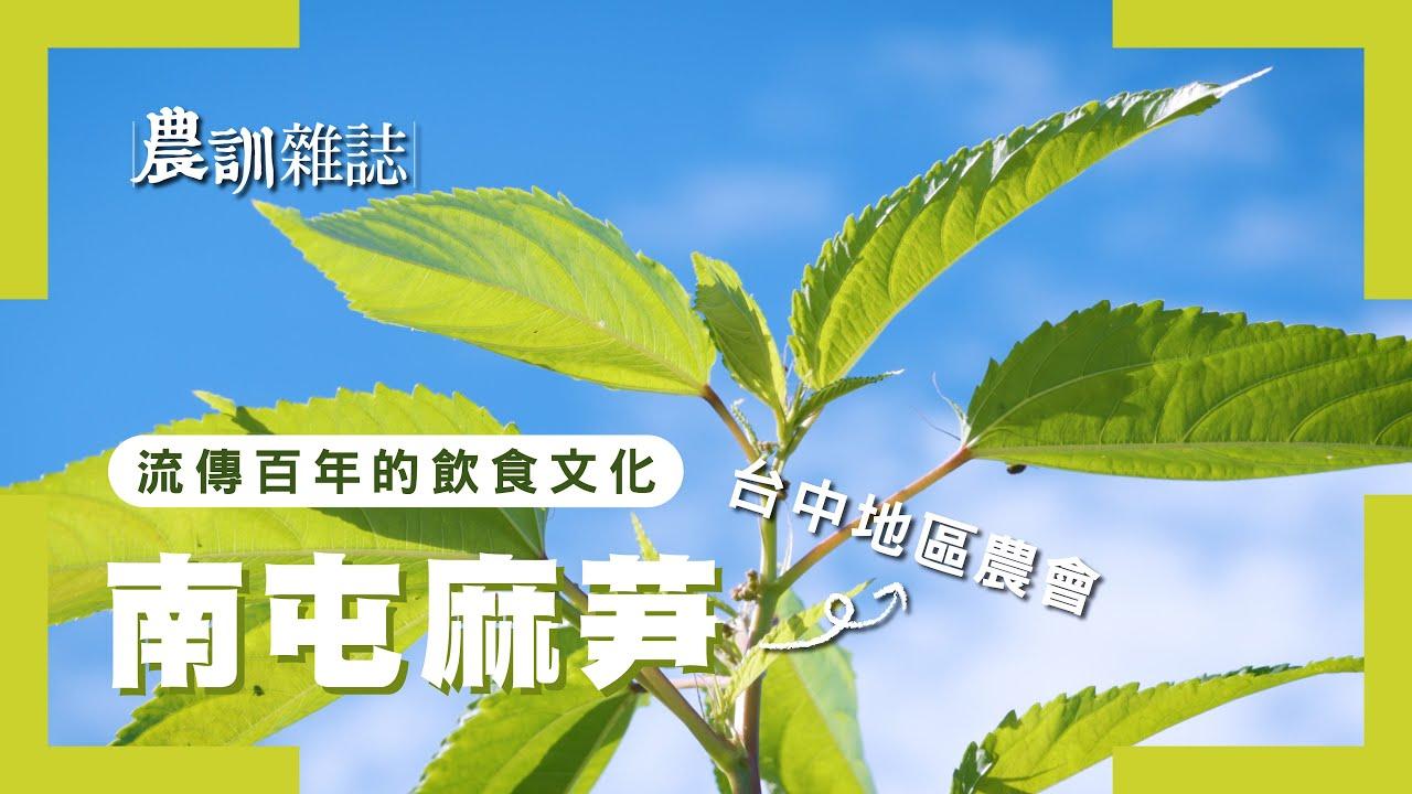 阿雞 農訓雜誌398期—找尋麻芛_【農訓協會】