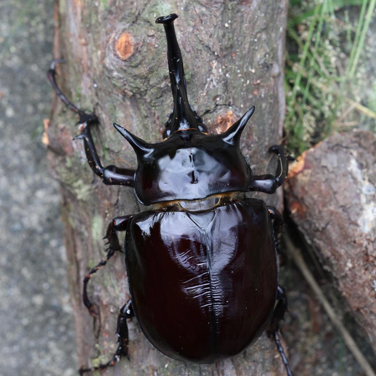 戰神大兜蟲 Megasoma mars