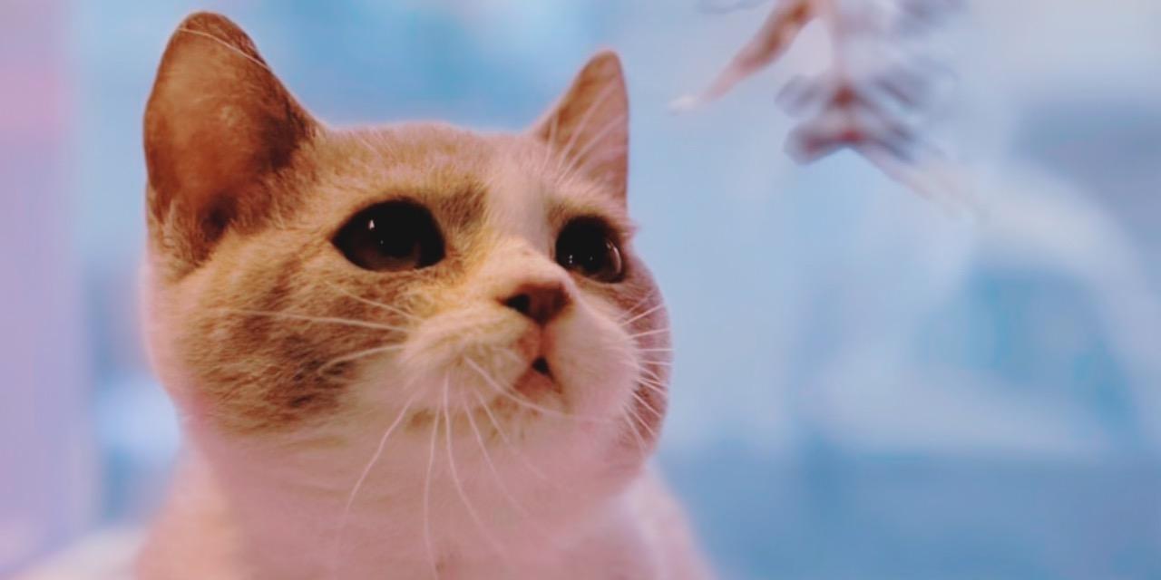 奶茶 紫丁香賓士弟弟