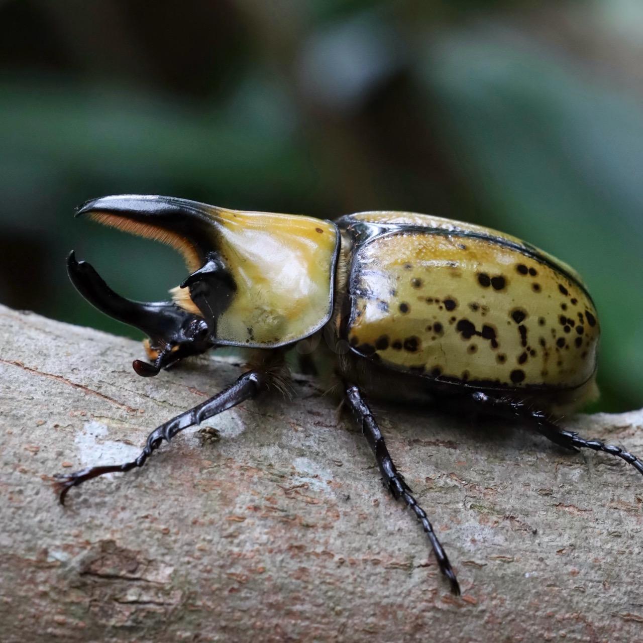 美東白兜蟲 Dynastes tityus