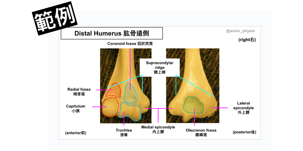 中英文解剖學筆記（骨骼＋肌肉, 400頁, 可下載）