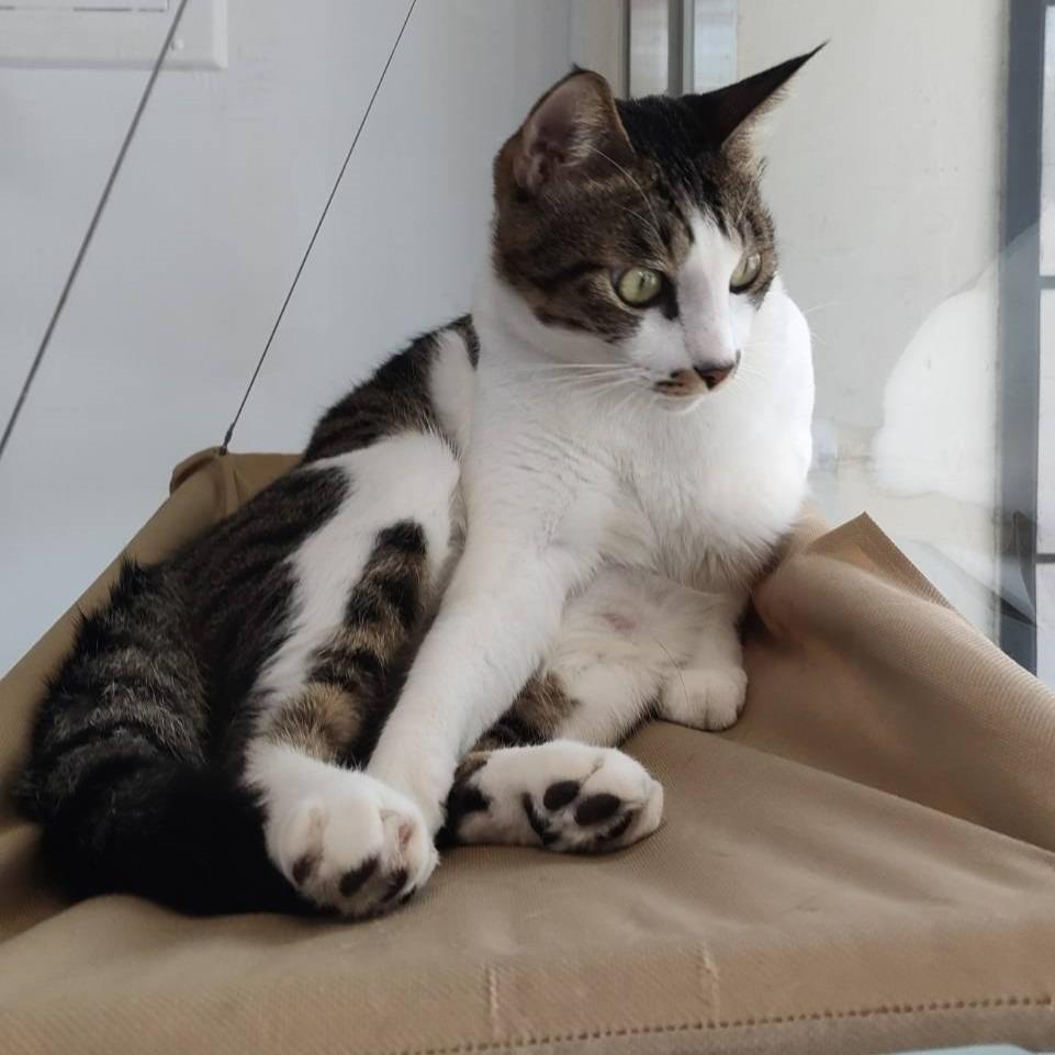 喵的咧Meowday | 貓用品店 副店長