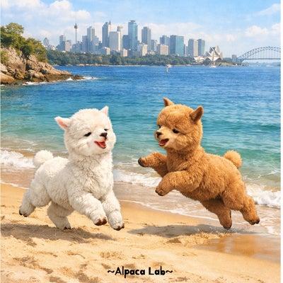 羊駝理財中（Alpaca Lab）