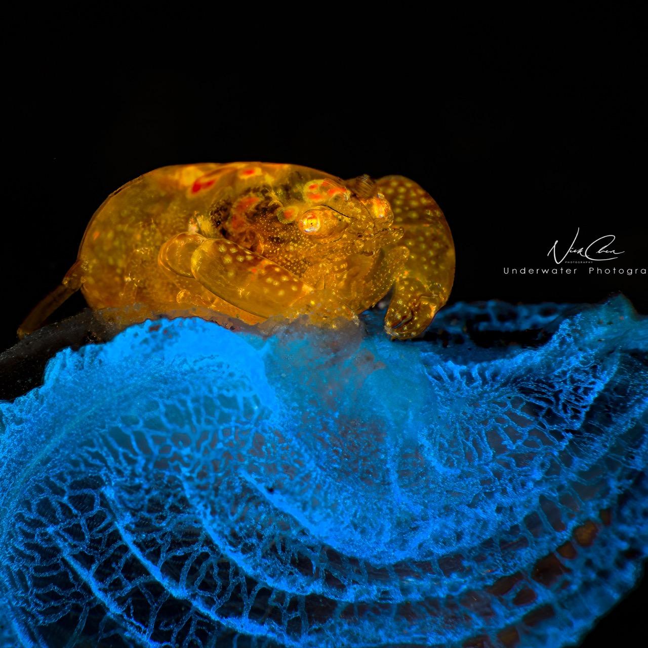 OceanBlueming 土藍奔 tulamben