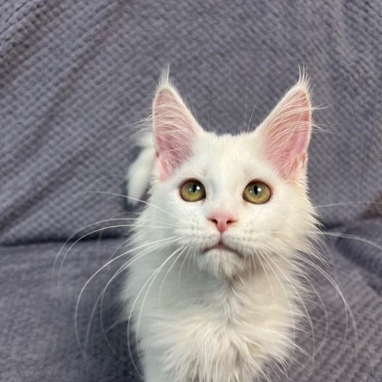 霧唇養貓找小云☁️繽麗貓舍店長 緬因貓