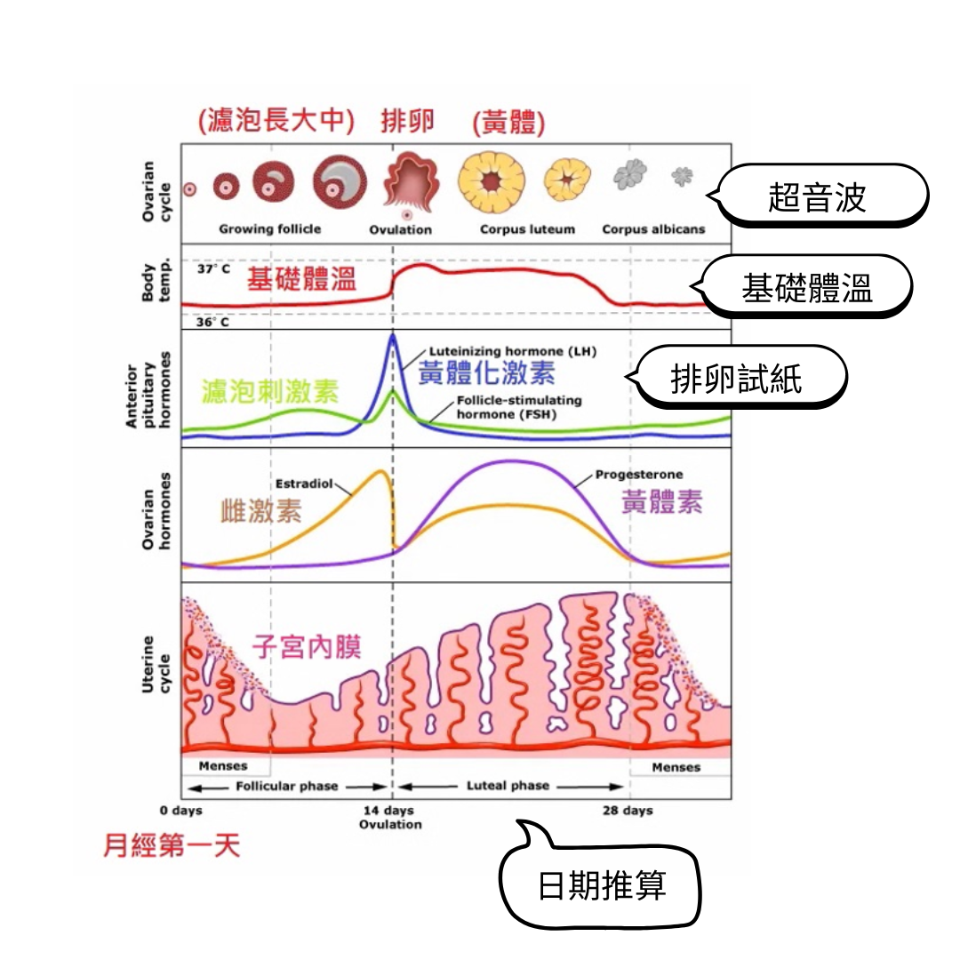 排卵期