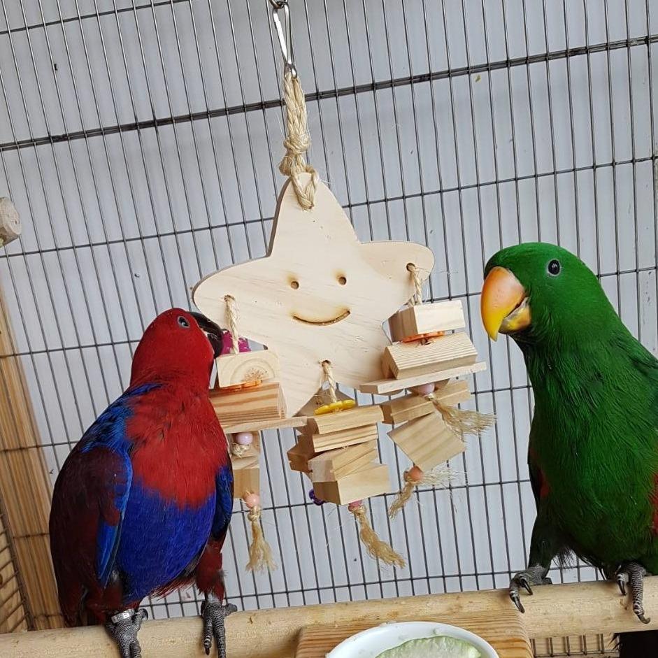 魚雁木坊│鸚鵡寄宿x站台玩具