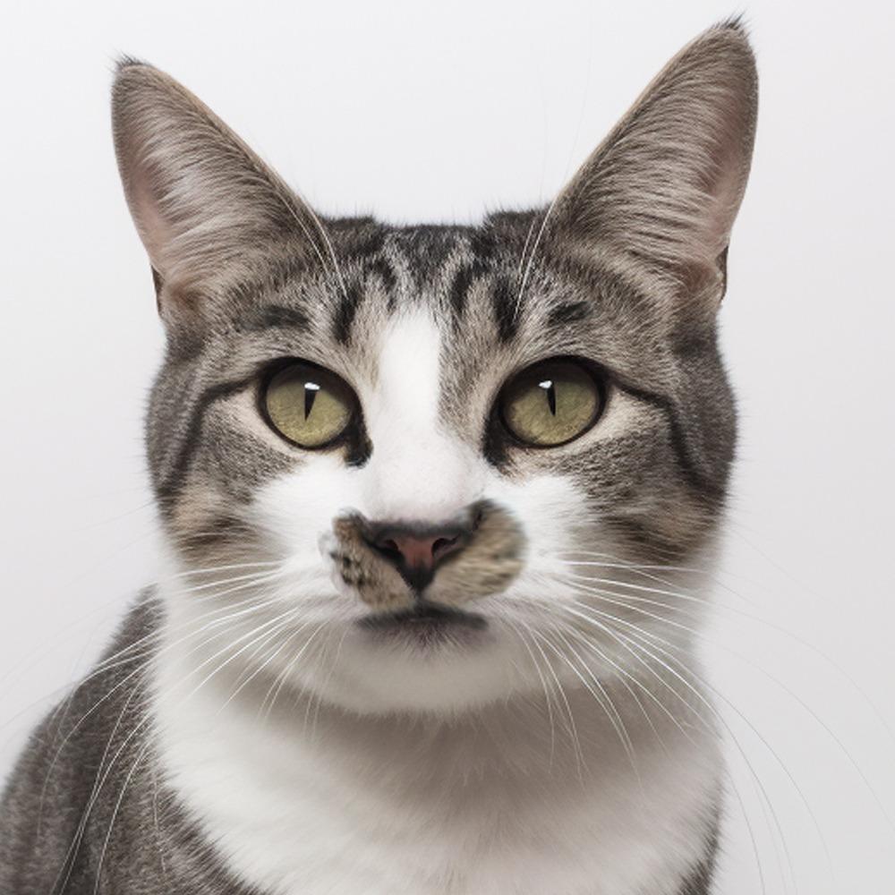 小貓島Kittensisland 小貓島 王老六