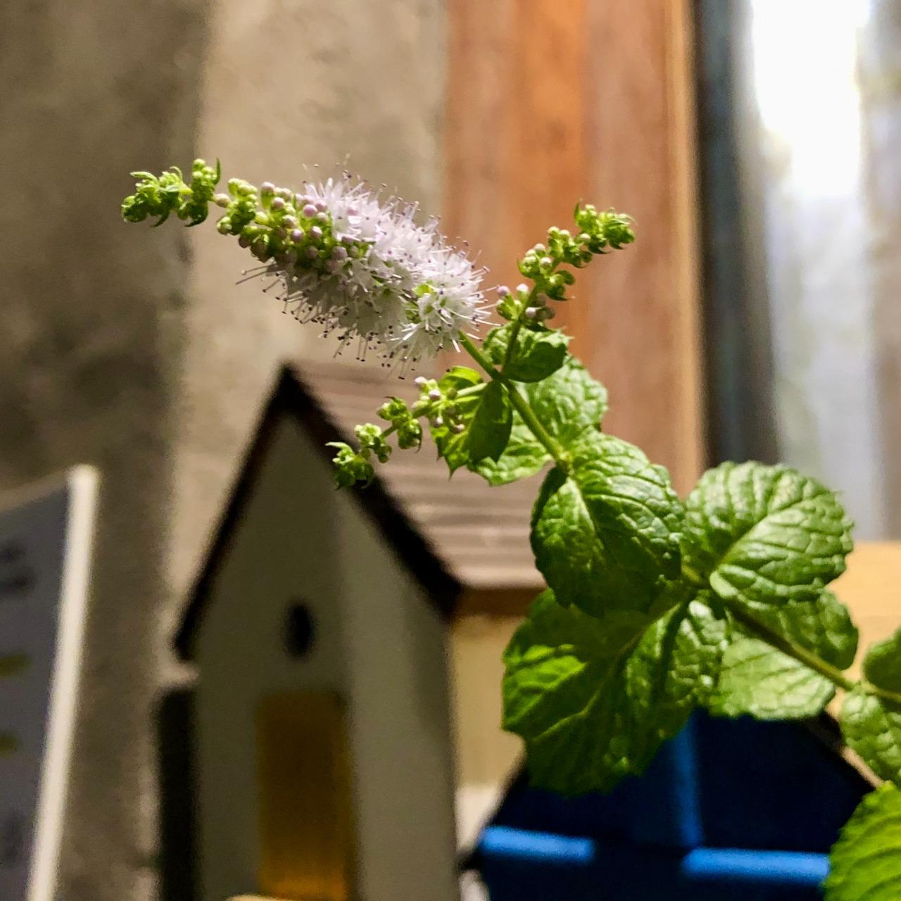 魔女的香草園芳療日常