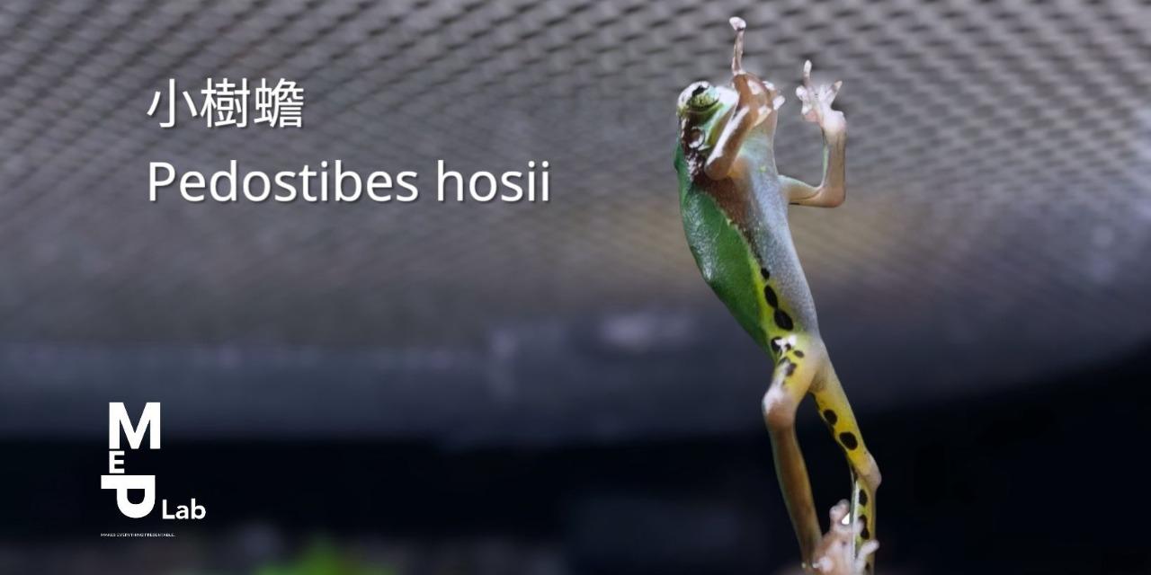 MeP Lab 小樹蟾  Small Tree Toad