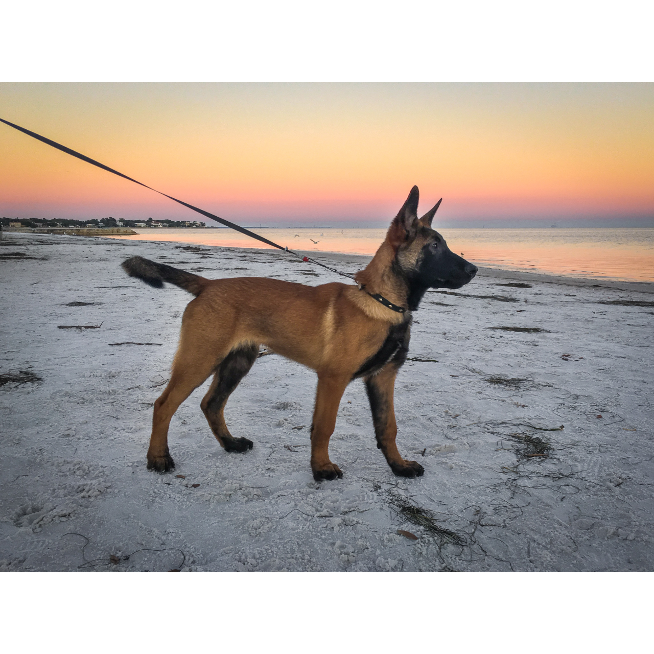 狗狗訓練師 訓犬師 寵物訓練師