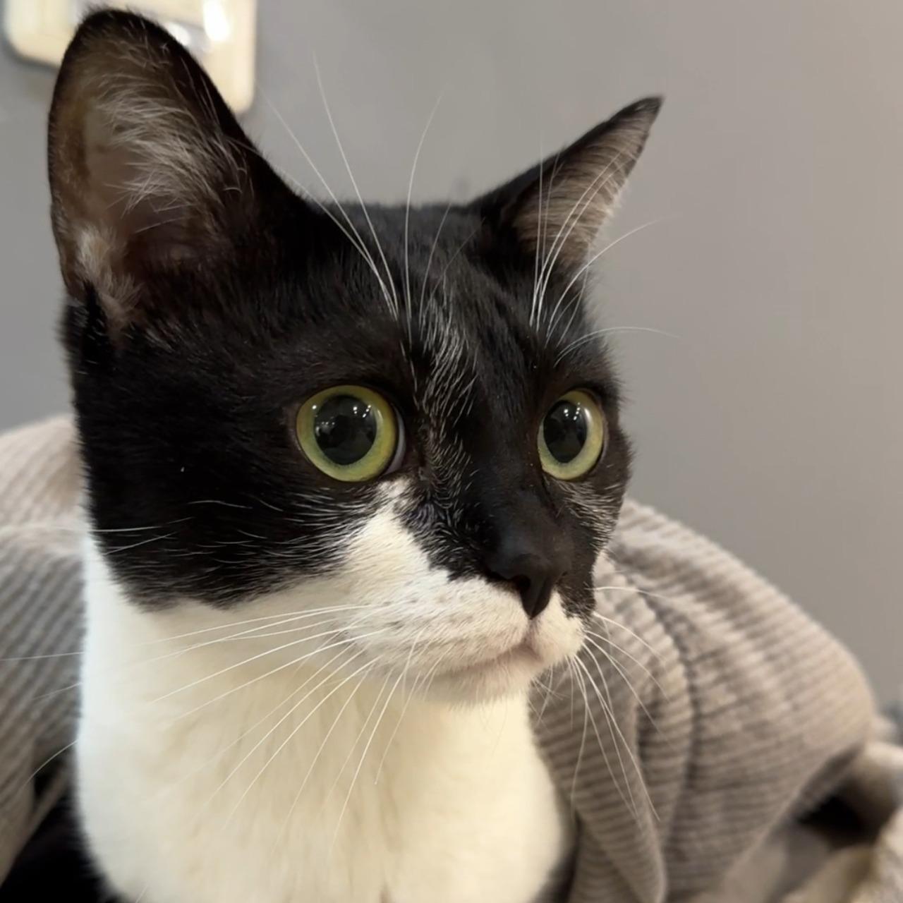 安迪論命-紫微斗數