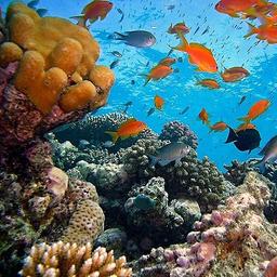 Underwater Gardens | Dimaniyat Archipelago + Eastern Jebel Akhdar, Oman - 07 Apr