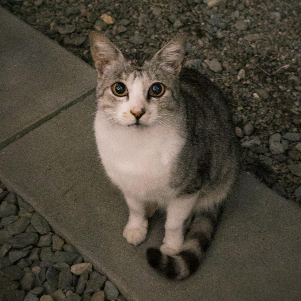 圓 習慣把失去翻譯成認領，把疼痛翻譯成耐性。這裡沒有標準答案，只有被我嚼碎後的日子。