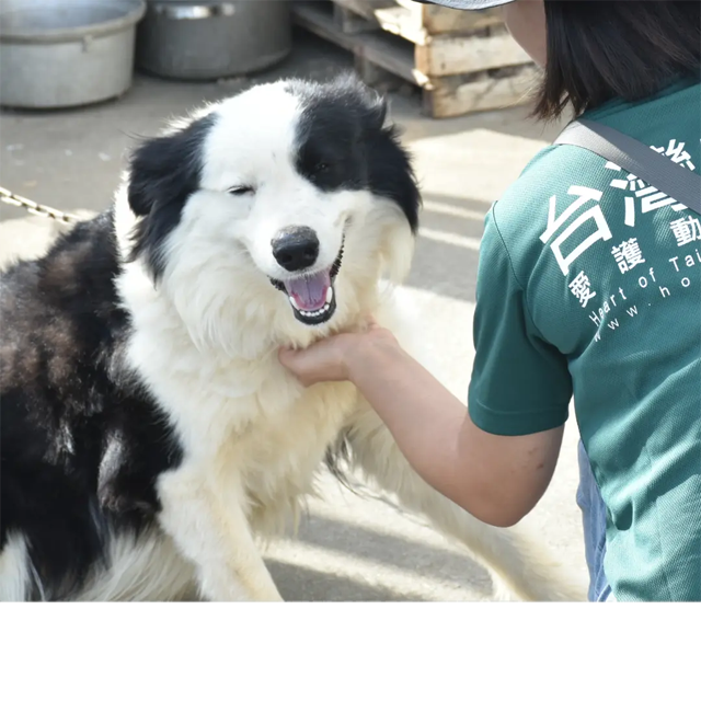 台灣之心愛護動物協會 絕育