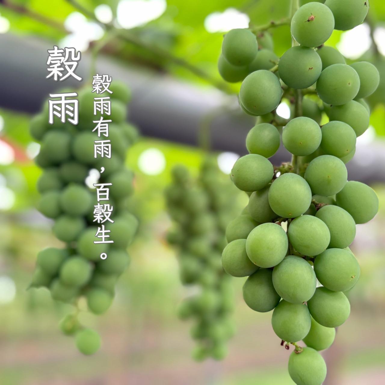 身體秘境 節氣《穀雨》