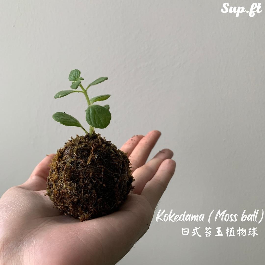 拾捨 Sup.ft 日式苔球工作坊