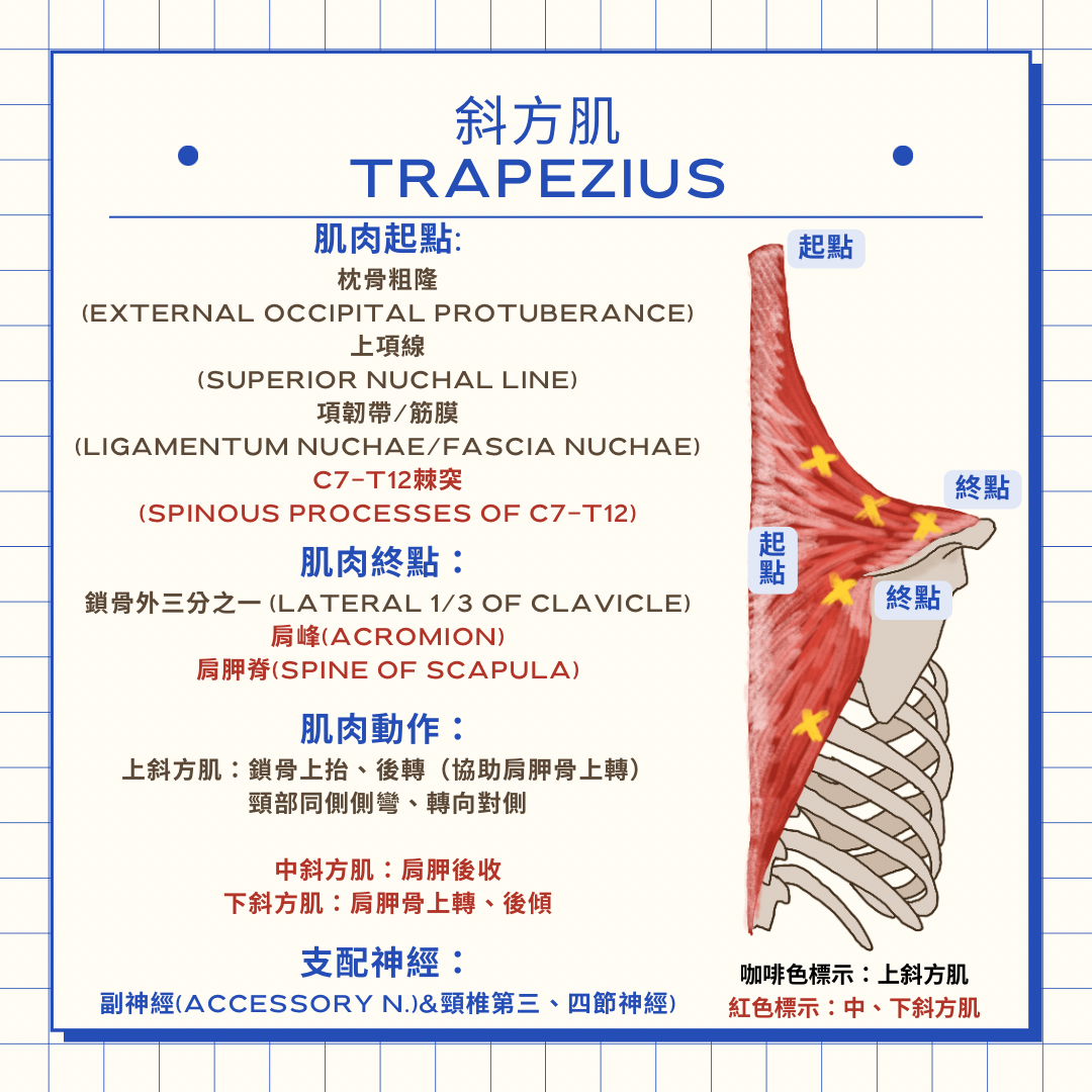 Yo 物理治療師 肩頸痠痛必看-斜方肌