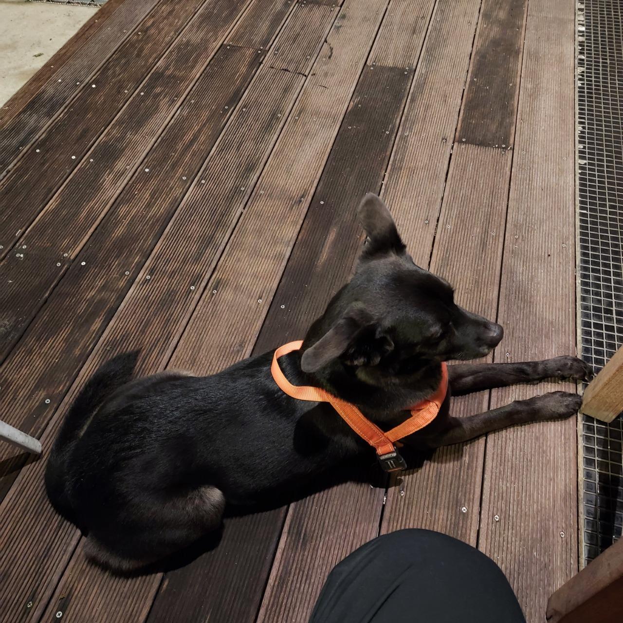 如何訓練你的狗-湯頭拔 狗狗訓練師 訓犬師 寵物訓練師