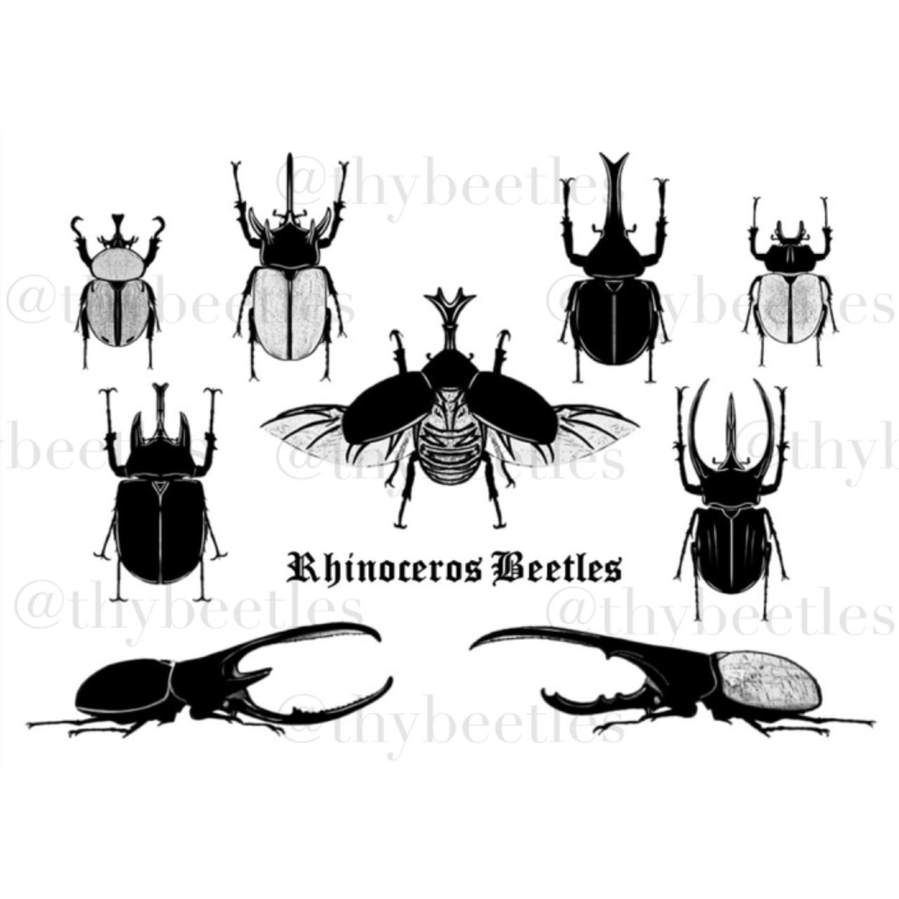Rhinoceros Beetles 兜蟲紋身貼紙